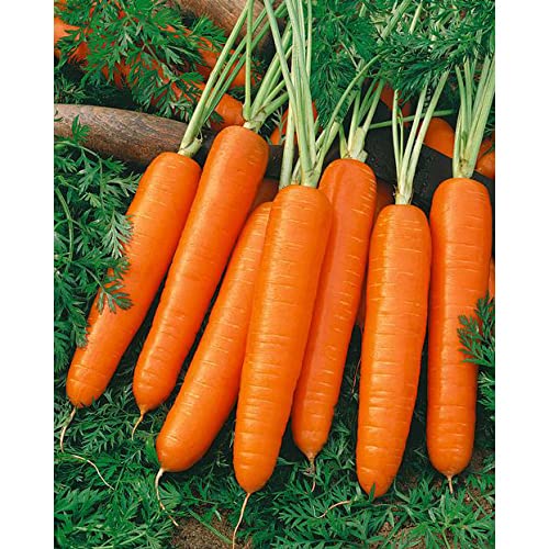 Dirt Goddess Super Seeds ~ Scarlet Nantes Carrot (1/2 Lb) Non GMO