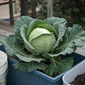 Set 2 Cabbage Plants 4 Inch Pot Cold Harrdy Cabbage Vegetable Plant for Indoor Outdoor Garden