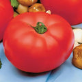Park Seed Variety of Tomato Seeds Planting Vegetables Easy to Grow Non-GMO Perfect for Harvesting Beefmaster Hybrid Pack of 1000