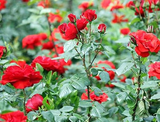 Dripworks Premium/Customized Rose &amp Shrub Irrigation Kit for Watering Roses &amp Shrubs - Waters Upto 30 Rose Plants | Agricultural Grade Components | Trusted Brand Since 1991