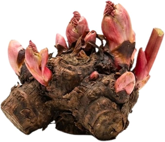 Rhubarb Plants Root for Planting Hardy &amp Sweet Red Cherry Rhubarb Large Crown 6–7 Inch Easy to Grow for Beginners Fast- Growing Perennial