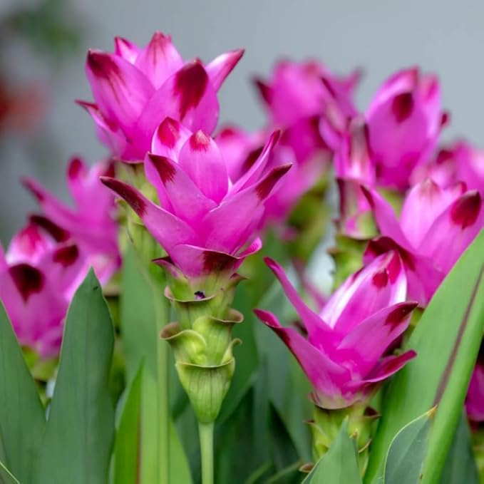 Pack 2 Curcuma Turmeric Ginger Plants Live - Size 5-8 Inch Tall - Live Ginger Vegetable for Planting - Ginger Seedlings