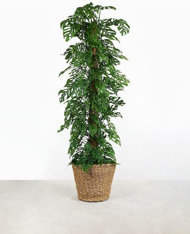 Gardenera Monstera Adansonii Planting Mix: Maximize Aeration Drainage &amp Nutrient Holding Capacity - 5 Quart Bag