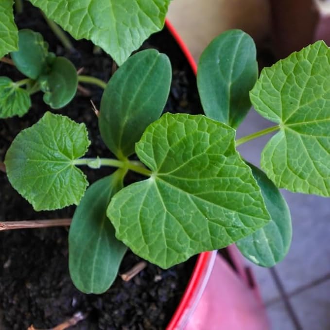 Marketmore Cucumber Plants in 4 Inch Pot 2 Plants per Pot 4-6 Tall Cucumber Plants Live for Planting Outdoor