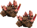 2 Large Rhubarb Crowns Plants for Planting Big Size 6-7 Inch Crown Large Stalk in First Year Hardy Heirloom Rhubarb Non GMO with Giant Red Stalk