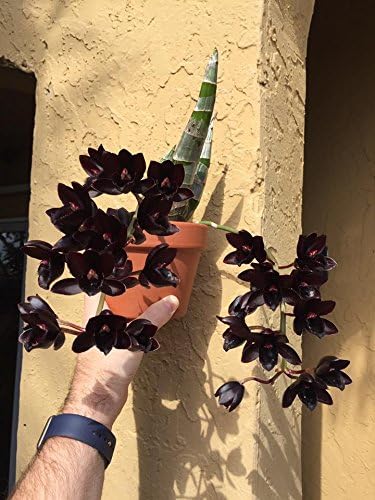 Orchid Fertilizer (MSU) 2lbs. K-Lite (12-1-1-10Ca-3Mg) Excellent for Orchids &amp Houseplants - Urea Free (Greencare)