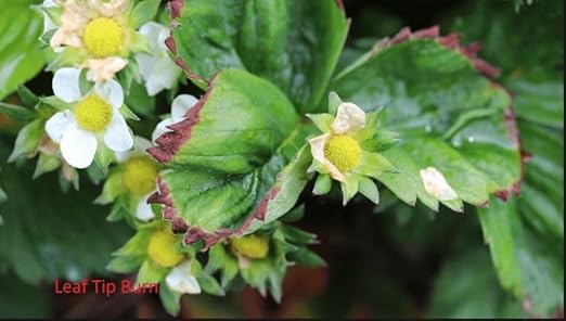 TrueNute Calcium Chloride 16 Ounces for Calcium Deficiency in All Plants Will Stop Blossum End Rot Leaf Tip Burn Deformed New Shoots and Leaf Tips and Distorted and Or Curl at Leaf Tips