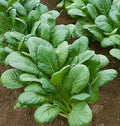 Greens Vitamin Carlton 1000 Seeds