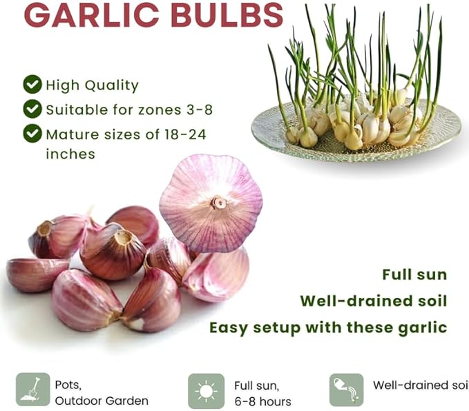1 Pound Red Hardneck Garlic Bulbs for Planting Fresh High-Yield Hardy Garlic for Garden or Container Growing