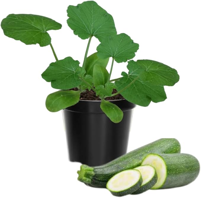 2 Zucchini Plants Live Seedlings 4 Inches Pot Live Squash Plants from 3 to 6 Inches Tall