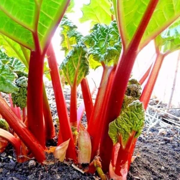 Victoria Rhubarb Crown - Perennials Bulk &amp Wholesale Rhubarb Crown Ready to Plant | Easy to Grow Comes Back Every Year (1 Pack)