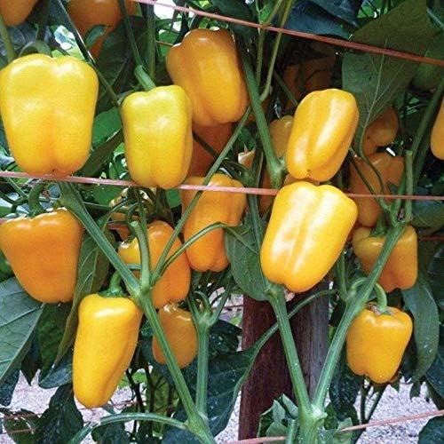 Dinky F1 Hybrid Sweet Petite Mini Bell Pepper Seeds (300 Seed Package)