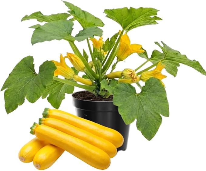 Set 2 Squash Plants Live for Planting Yellow Zucchini Plants Live for Planting Vegetable Plant 4 Inches Pot