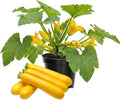 Set 2 Squash Plants Live for Planting Yellow Zucchini Plants Live for Planting Vegetable Plant 4 Inches Pot