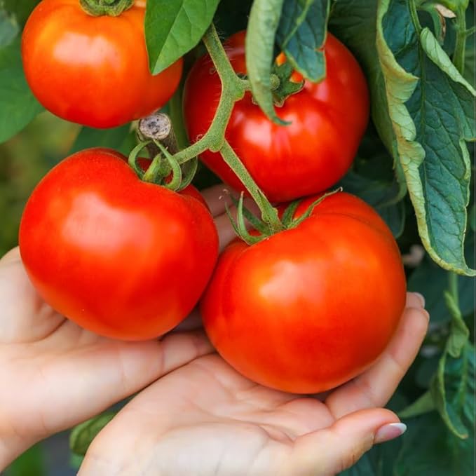 2 Tomato Plants Live 4 to 8 Inch Tall Big Beef Tomato Plants Tomato Plants Live Heirloom Tomato Plants Tomato Plants Live for Planting Outdoors