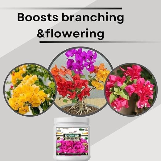 Bougainvillea Growth Miracle Fast Action Organic Granules for Rapid Growth and Heavy Flowering. (200 gm)