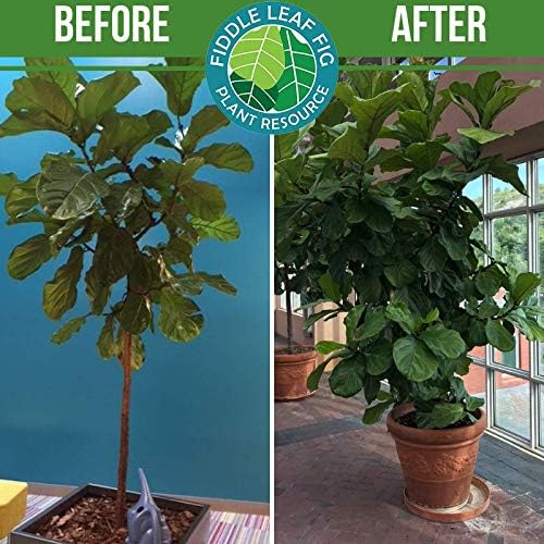 Fiddle Leaf Fig Plant Food – 3‑1‑2 Balanced NPK Liquid Fertilizer for Larger Leaves Stronger Roots &amp Steady Vibrant Growth | Suitable for All Ficus Including Ficus Lyrata | Made in USA | 8 oz