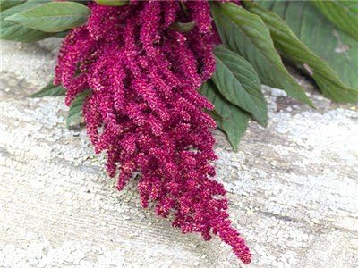 Bulk Organic Red Garnet Amaranth Seeds (5 lb)