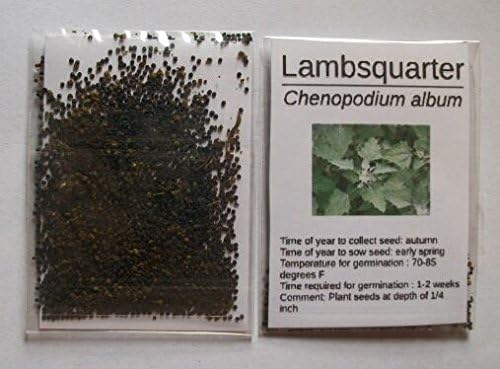 Lambsquarter/Chenopodium Album - 1000 Seeds (Organically Grown) (Organically Grown)