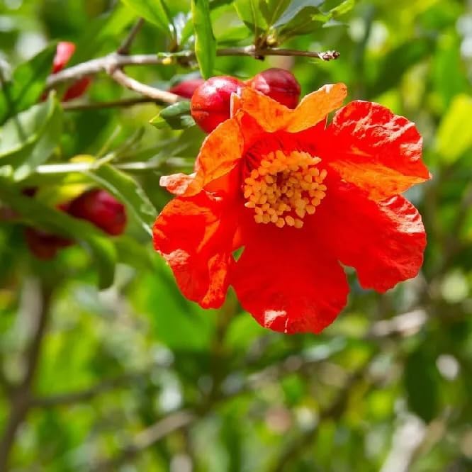 Live Pomegranate 'Wonderful' Plants (Punica Granatum 'Wonderful') - Fruit-Bearing Drought-Tolerant Easy to Grow (4 Pomegranate Wonderful Cups)