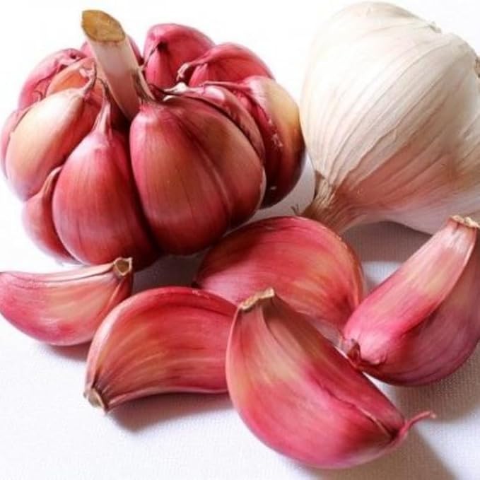 1 Lb Chesnok Red Garlic Bulbs for Planting 8 Hardy Garlic Bulbs for Planting Home Vegetable Garden or Raised Beds Hardneck Garlic Bulbs