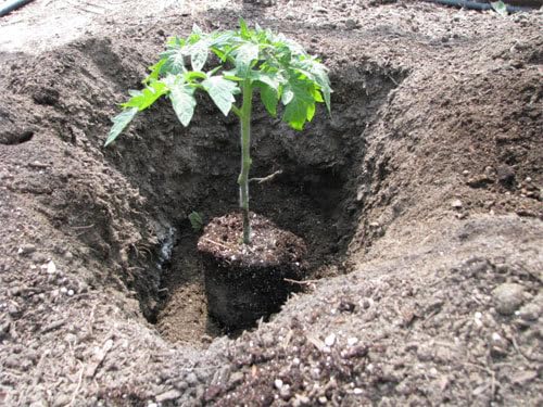 Organic Growing Fertilizer 1 Gal CDFA Organic Registered. Plant Care Fertilizer for Vegetable Gardens Like Tomato Cucumber Squash Beans and All Other Plants
