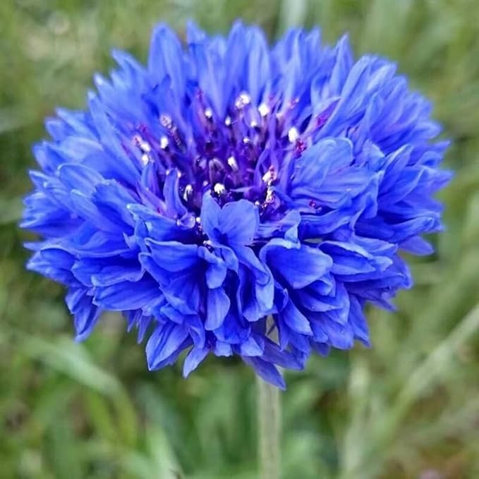 400 Blue Tall Bachelor Button Seeds | Blue Cornflower USA Garden Corn Flower Edible Seed Plant Vegetable Seed