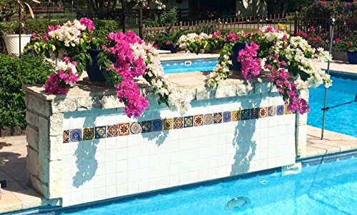 Bougainvillea Fertilizer by Nelson Plant Food