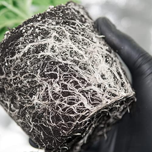 DaKine 420 Nitro Nutrients Atomic Root Powder 500g Fertilizer