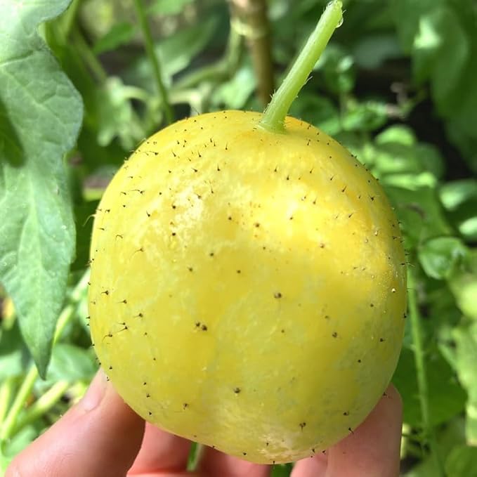 2 Lemon Cucumber Plants Live 3 to 5 Inches Tall Cucumber Starter Plants for Planting 4 Inch Pot Vegetable Plant