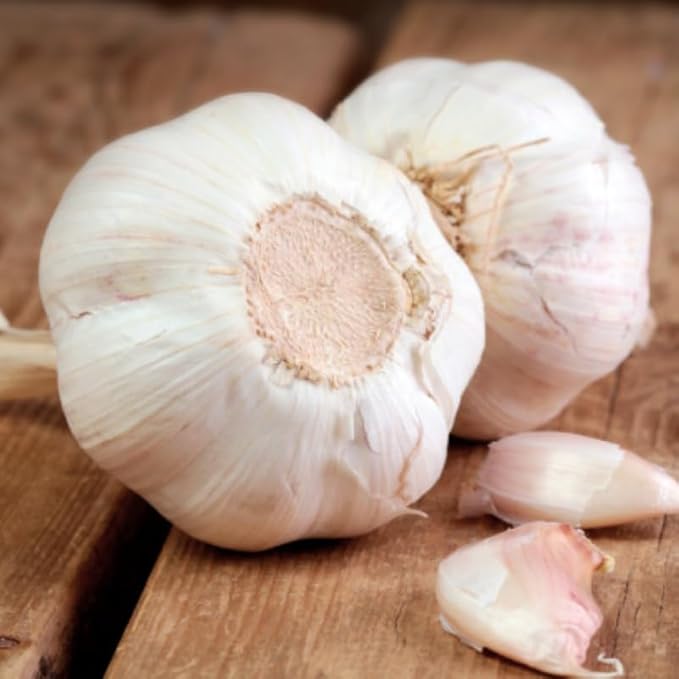 1 Pound Rare White Hardneck Garlic Bulbs for Planting Fresh High-Yield Hardy Garlic for Garden or Container Growing