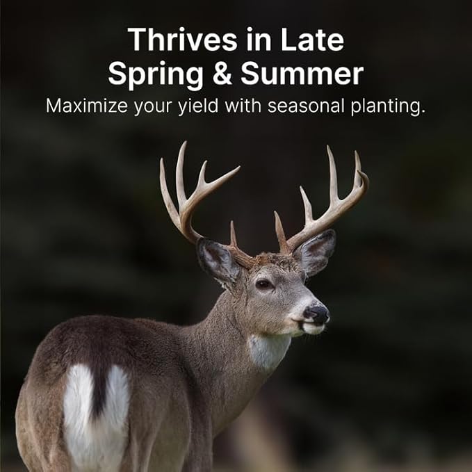 Hit List Seed® Grain Sorghum Food Plot Seeds for Deer [Annual Mix] - Deer Food Plot Seed - Sorghum Seeds for Planting - Deer Plot Seed Mix - 100% Grain Sorghum - Summer &amp Spring Planting - 5 lbs