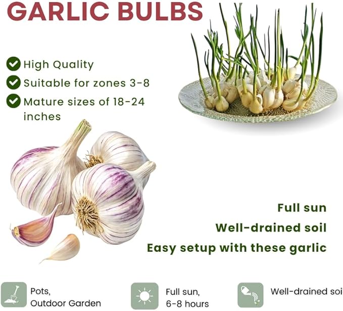 1 Pound Purple Hardneck Garlic Bulbs for Planting Fresh High-Yield Hardy Garlic for Garden or Container Growing