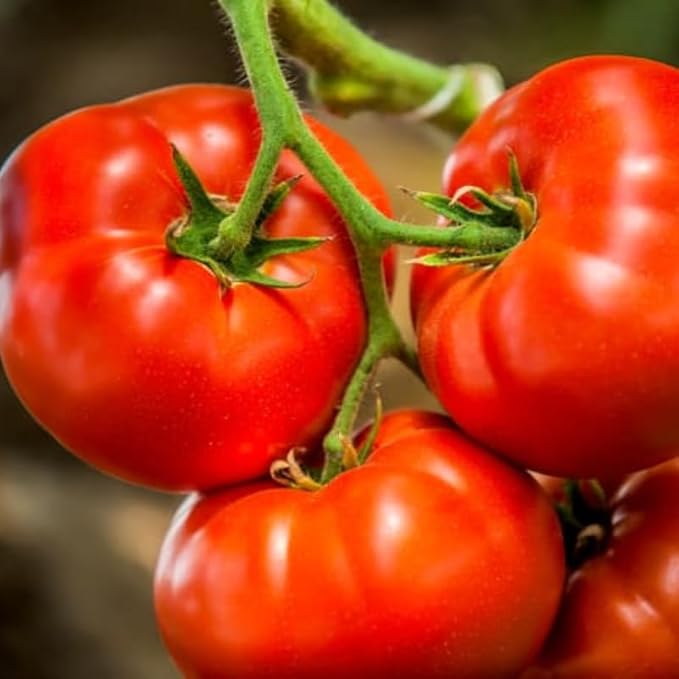 2 Tomato Plants Live 4 to 8 Inch Tall Big Beef Tomato Plants Tomato Plants Live Heirloom Tomato Plants Tomato Plants Live for Planting Outdoors