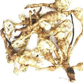 Jerusalem Artichoke Tubers (Helianthus tuberosus) - Sunchokes Sunroot or Jerusalem Artichokes for Planting or Eating (10)