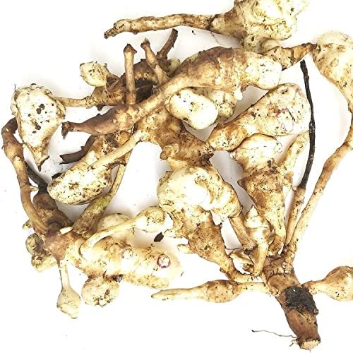 Jerusalem Artichoke Tubers (Helianthus tuberosus) - Sunchokes Sunroot or Jerusalem Artichokes for Planting or Eating (10)