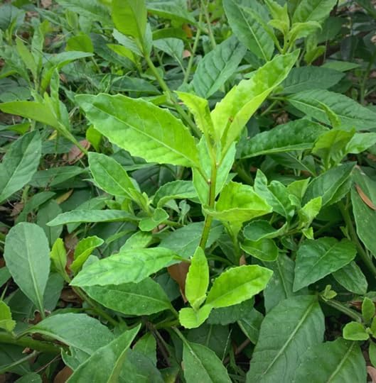 Longevity Spinach Plant (4 Pack) | Real Live Vegetable Plant for Sale | Nutrient-Rich Superfood | Easy to Grow Live Plant for Home Gardens Organic Landscaping and Indoor or Outdoor Planting
