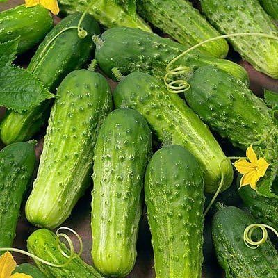 Bulk Organic Boston Pickling Cucumber Seeds Non GMO (5 Lbs)