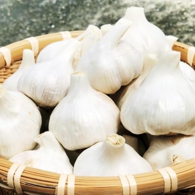 1 Lb White Garlic Bulbs for Planting 8 Hardy Garlic Bulbs for Planting Home Vegetable Garden or Raised Beds Hardneck Garlic Bulbs