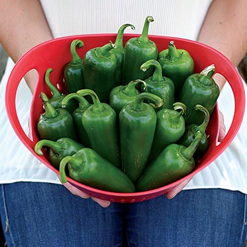 Park Seed Variety of Cucumber &amp Pepper Seeds – Mini-Me F1 Organic Cucumber &amp Park’s Whopper Jalapeño | Easy to Grow Non-GMO Perfect for Snacking Pickling &amp Spring Gardens