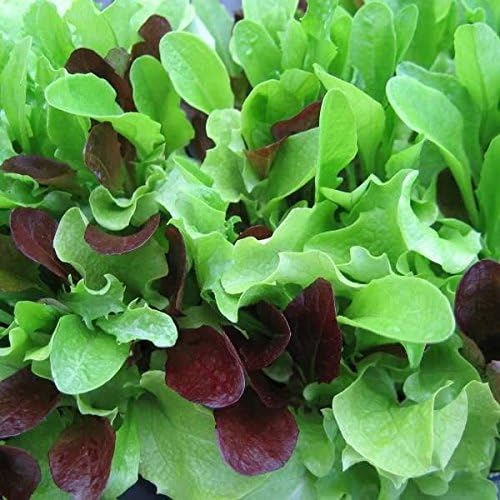 Dirt Goddess Super Seeds ~ Bulk Mesclun Mix Seeds (1/2 LB) Non GMO 212000 Seeds