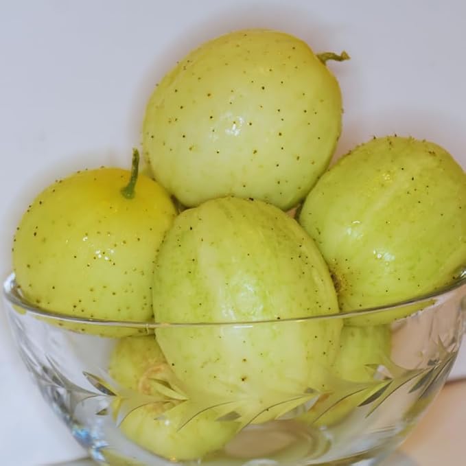 2 Lemon Cucumber Plants Live for Planting Live Cucumber Plants for Planting 4 to 7 Inches Tall Vegetable Plant