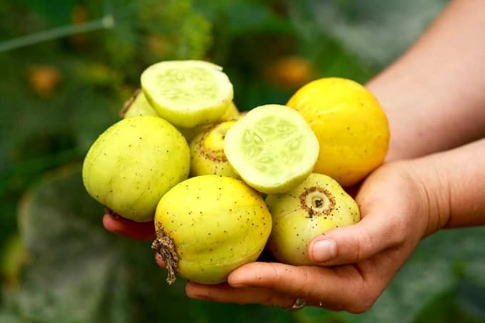 2 Lemon Cucumber Plants Live 3 to 5 Inches Tall Cucumber Starter Plants for Planting 4 Inch Pot Vegetable Plant