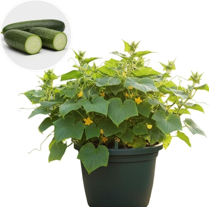 Set 2 Live Cucumber Plants for Planting Green Cucumber Plants Live for Planting Vegetable Plants 4 Inches Pot