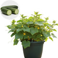 Set 2 Live Cucumber Plants for Planting Green Cucumber Plants Live for Planting Vegetable Plants 4 Inches Pot