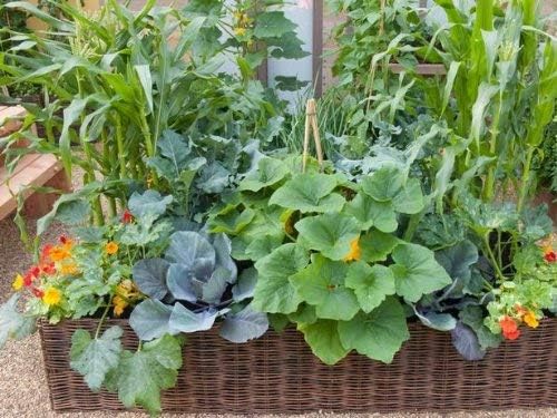 Master Garden Products Woven Willow Raised Bed 48 W x 72 L x 12 H
