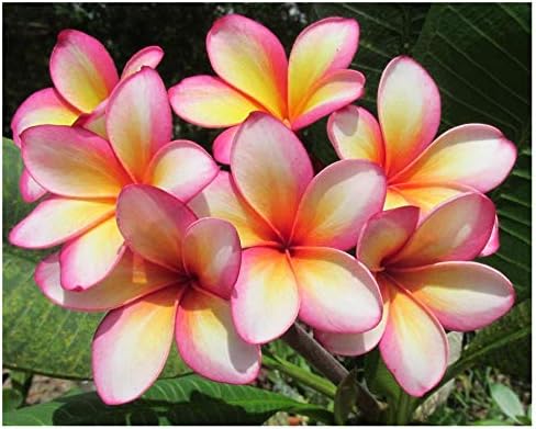 Fertilizer Professional Nursery Grade 4 LB Six Month Slow Release Tropical Plant Food L8