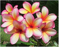 Fertilizer Professional Nursery Grade 4 LB Six Month Slow Release Tropical Plant Food L8
