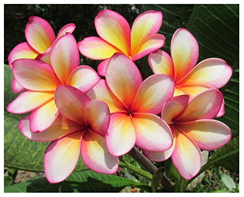 Professional Nursery Grade Plumeria Fertilizer 4 LB Six Month Slow Release Frangipani Plant Food