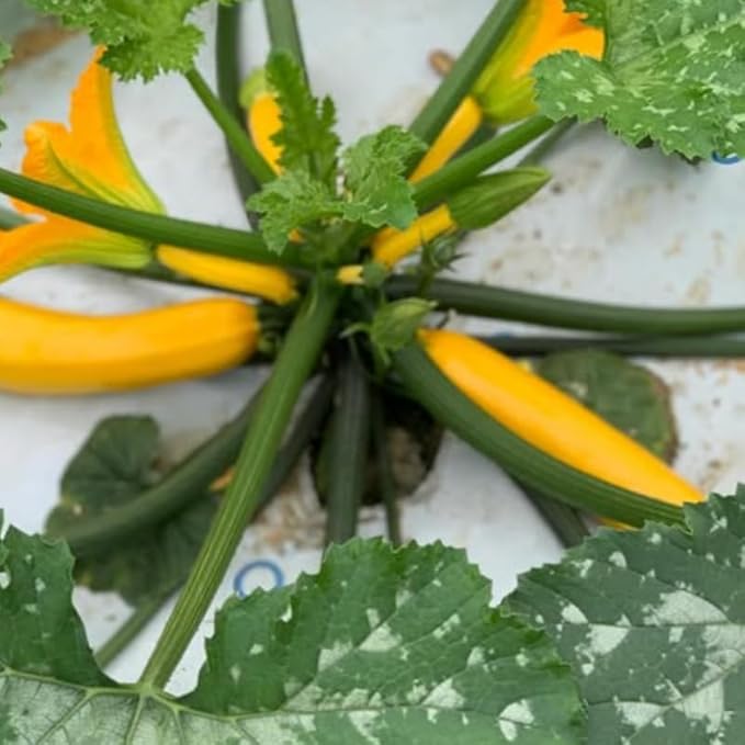 2 Yellow Zucchini Plants Live for Planting Squash Plants Live for Planting 4 to 6 Inches Tall